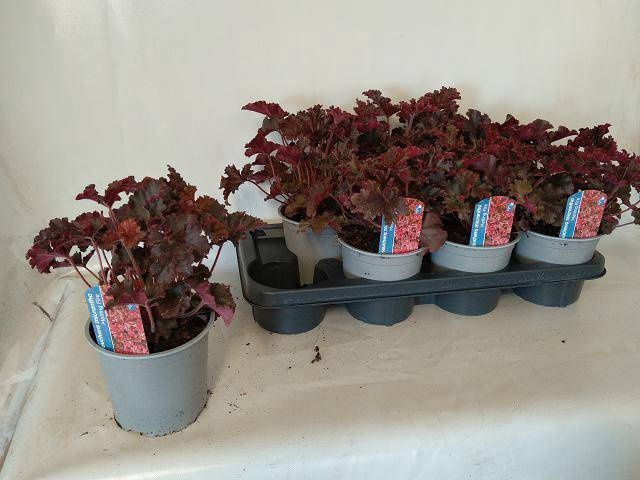 <h4>HEUCH MICRANTHA</h4>