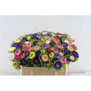 Callis Mixed In Bunch