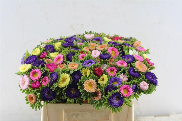 <h4>Callis Mixed In Bunch</h4>