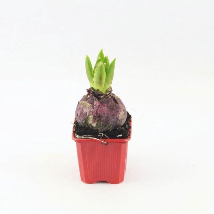 <h4>Hyacinthus Jan Bos</h4>