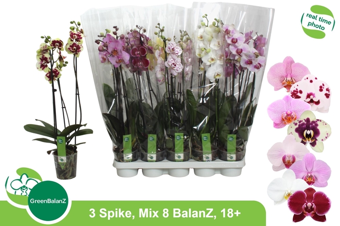 <h4>PHAL GEM 8 KL</h4>