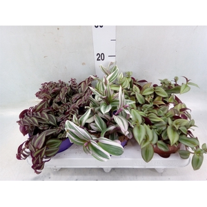 Tradescantia   ...mix