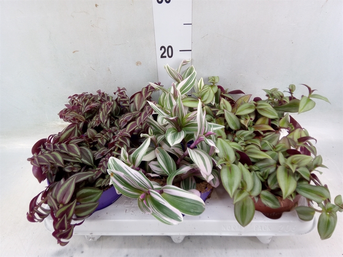 <h4>Tradescantia   ...mix</h4>