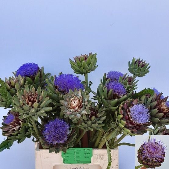<h4>CYNARA SC GREEN GLOB</h4>