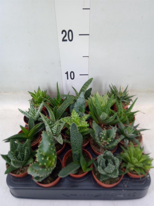 <h4>Aloe   ...mix</h4>