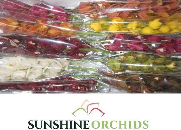 <h4>CYMB MI GEM</h4>