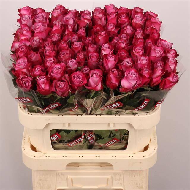 <h4>R GR DEEP PURPLE</h4>