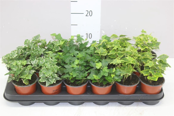 <h4>Hedera He Gemengd</h4>