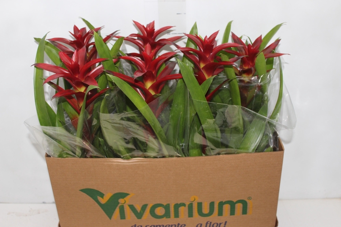 <h4>GUZMANIA VERMELHA P14</h4>