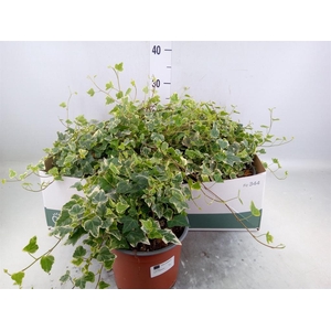 Hedera helix 'White Wonder'