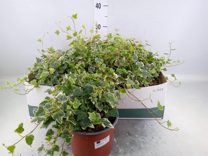 <h4>Hedera helix 'White Wonder'</h4>