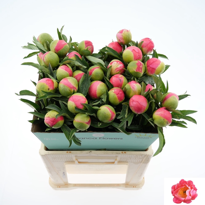 <h4>PAEO CORAL SUNSET</h4>
