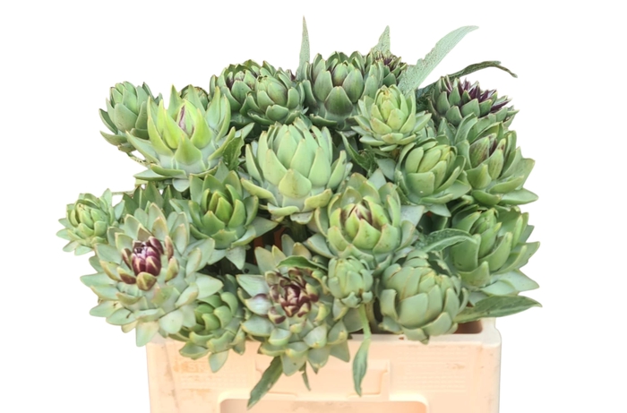 <h4>CYNARA SC GREEN GLOB</h4>