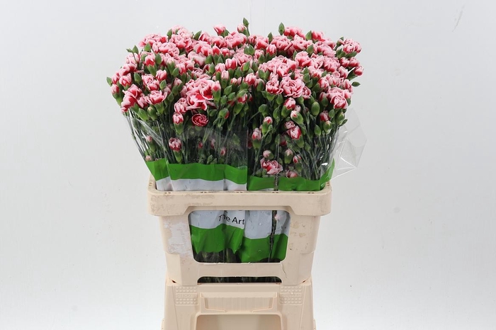 <h4>Di Tr Phantom x20</h4>