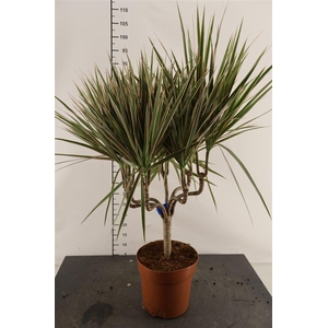 Dracaena 21 Cm. P. Kandelaar Bicolor