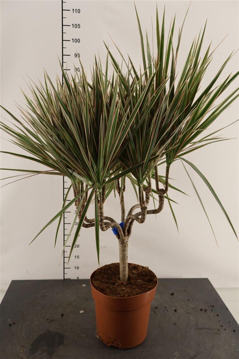 <h4>Dracaena 21 Cm. P. Kandelaar Bicolor</h4>