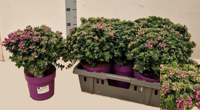 <h4>POLYGA DALMAISIANA</h4>