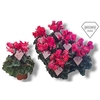 Cyclamen persicum midi Super Serie Merengue