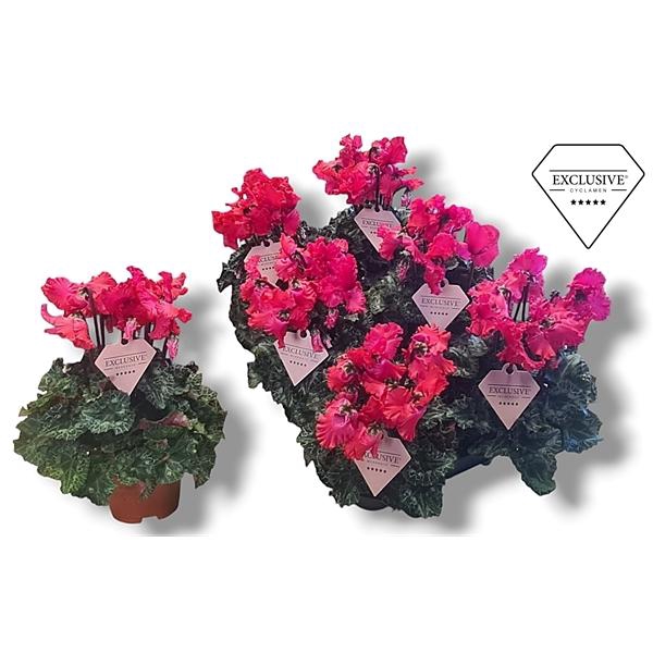 Cyclamen persicum midi Super Serie Merengue