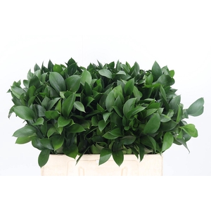 Ruscus