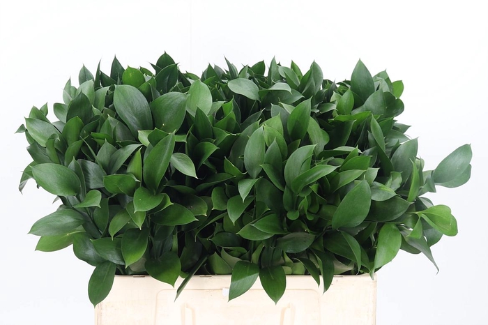 <h4>Ruscus</h4>