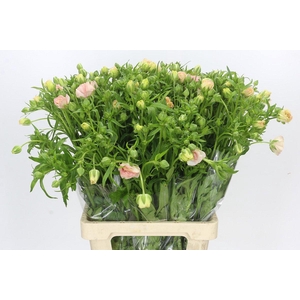 Ranunculus Magical Mascarpone