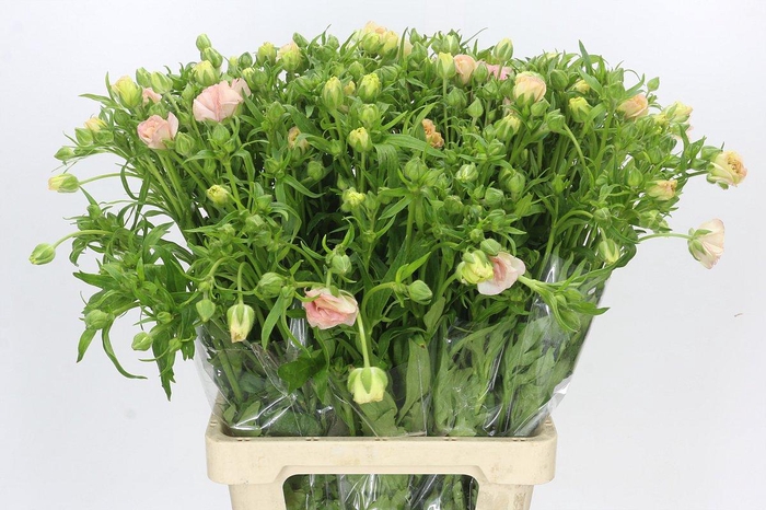 <h4>Ranunculus Magical Mascarpone</h4>