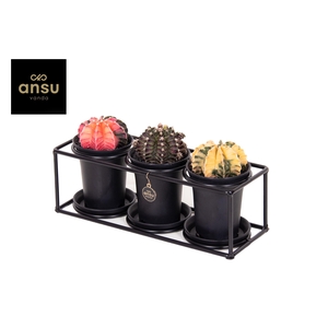 Cactus trio in design frame