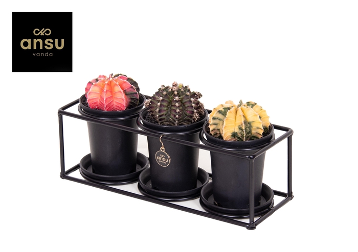 <h4>Cactus trio in design frame</h4>