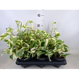 Epipremnum pinn. 'NJoy'