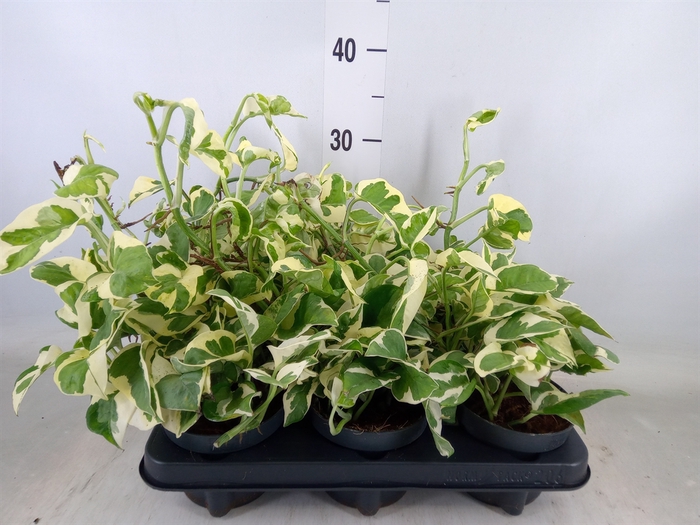 <h4>Epipremnum pinn. 'NJoy'</h4>
