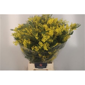 Acacia Mirandol Per Bunch 350 Gram Extra