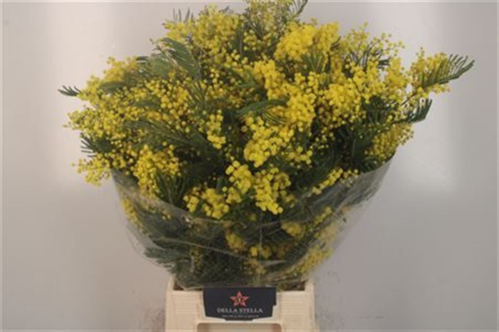 <h4>Acacia Mirandol Per Bunch 350 Gram Extra</h4>