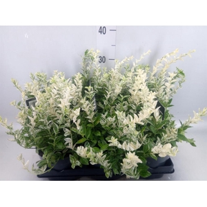 Euonymus fortunei 'Harlequin'