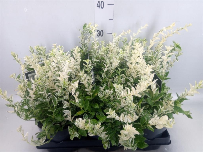 <h4>Euonymus fortunei 'Harlequin'</h4>