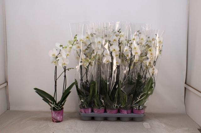 <h4>PHAL OV WIT</h4>