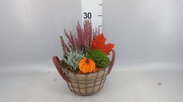 <h4>Arr.   Tuinplanten L%</h4>
