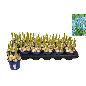 Bol op pot Muscari Mabel 9cm zonder steeketiket