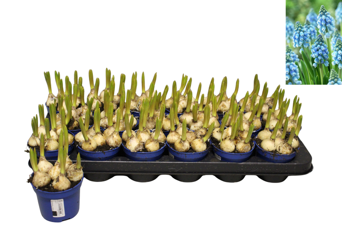 <h4>Bol op pot Muscari Mabel 9cm zonder steeketiket</h4>