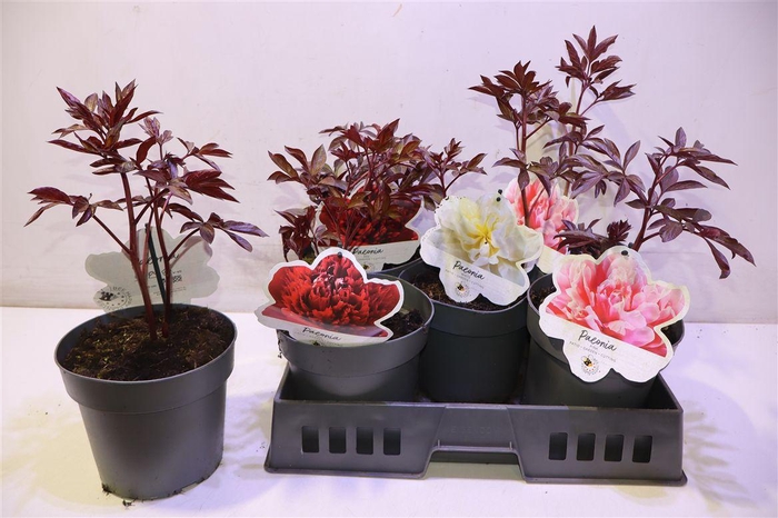 <h4>arr8 Paeonia L Gem</h4>