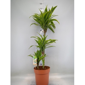 Dracaena fr de 'LemonLime'