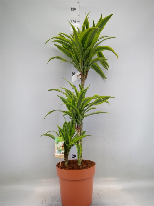 <h4>Dracaena fr de 'LemonLime'</h4>