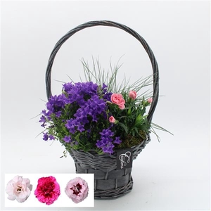 CACR-2512 Campanula creatie