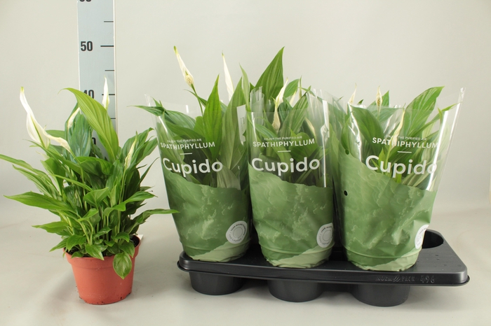 <h4>SPATH PEARL CUPIDO</h4>