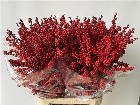 <h4>Ilex Ve Rode Bes</h4>