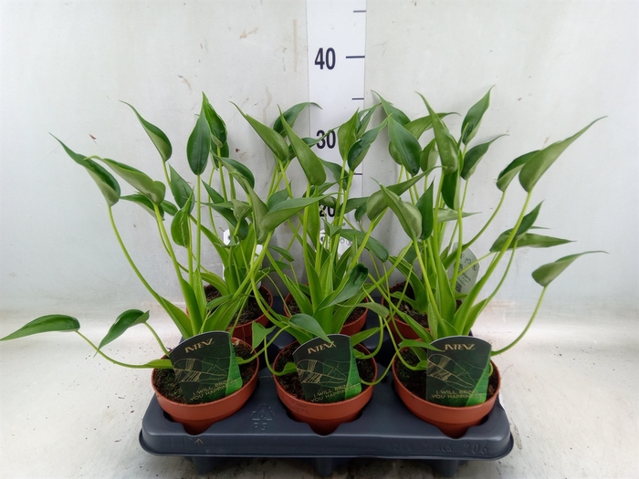 <h4>Alocasia  'Tiny Dancers'</h4>