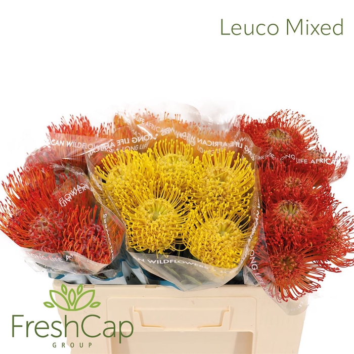 <h4>Leuco Gemengd</h4>