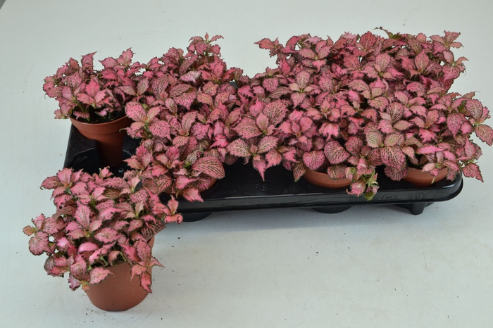 <h4>Fittonia Pink Star</h4>