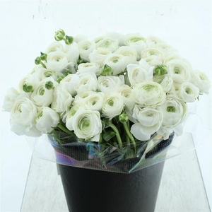 Ran Su Sr Biancaneve White