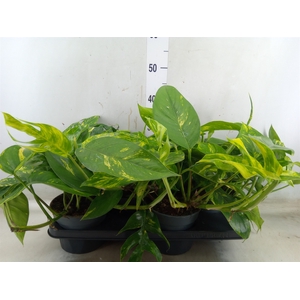 Epipremnum   ...